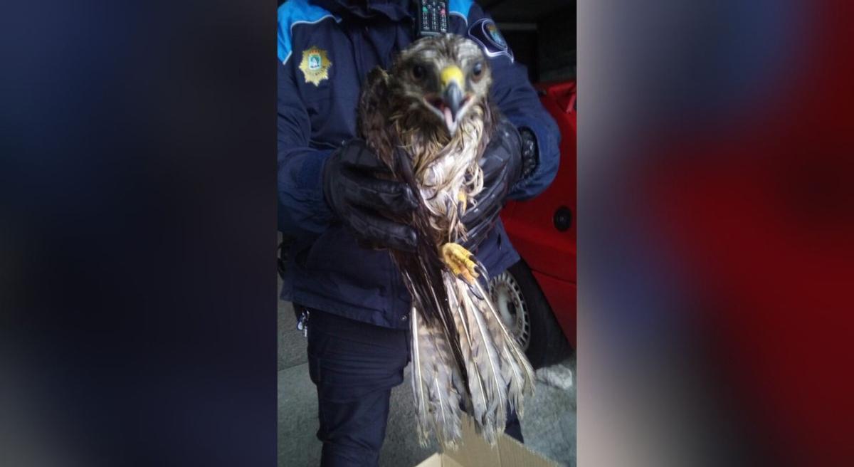 Rescatan un águila ratonera en Vigo que no podía volar. 27 febrero 2024. Policía Local de Vigo