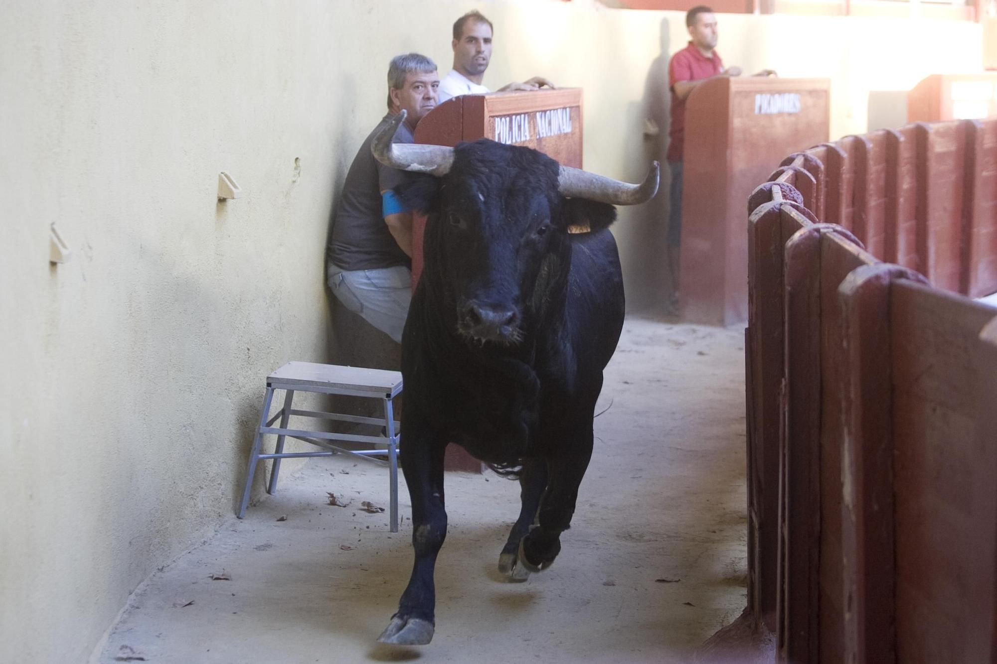 La plaza de toros de Xàtiva, en imágenes