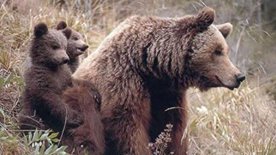 Un oso pardo con sus crías.