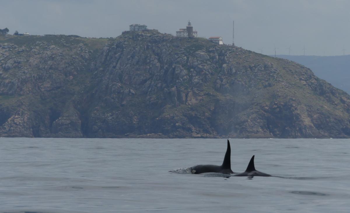 Orcas a su paso por Fisterra en el año 2019. // Cemma
