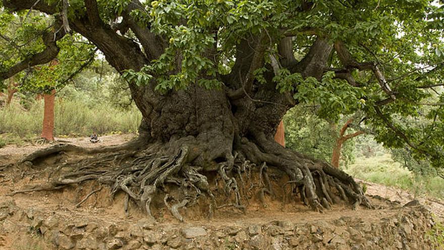 Naturaleza. Imagen del castaño santo de Istán cedida por Fotos Anghelos.