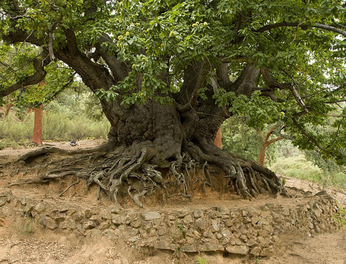 Naturaleza. Imagen del castaño santo de Istán cedida por Fotos Anghelos.