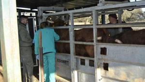 Veterinarios vacunan a los animales.