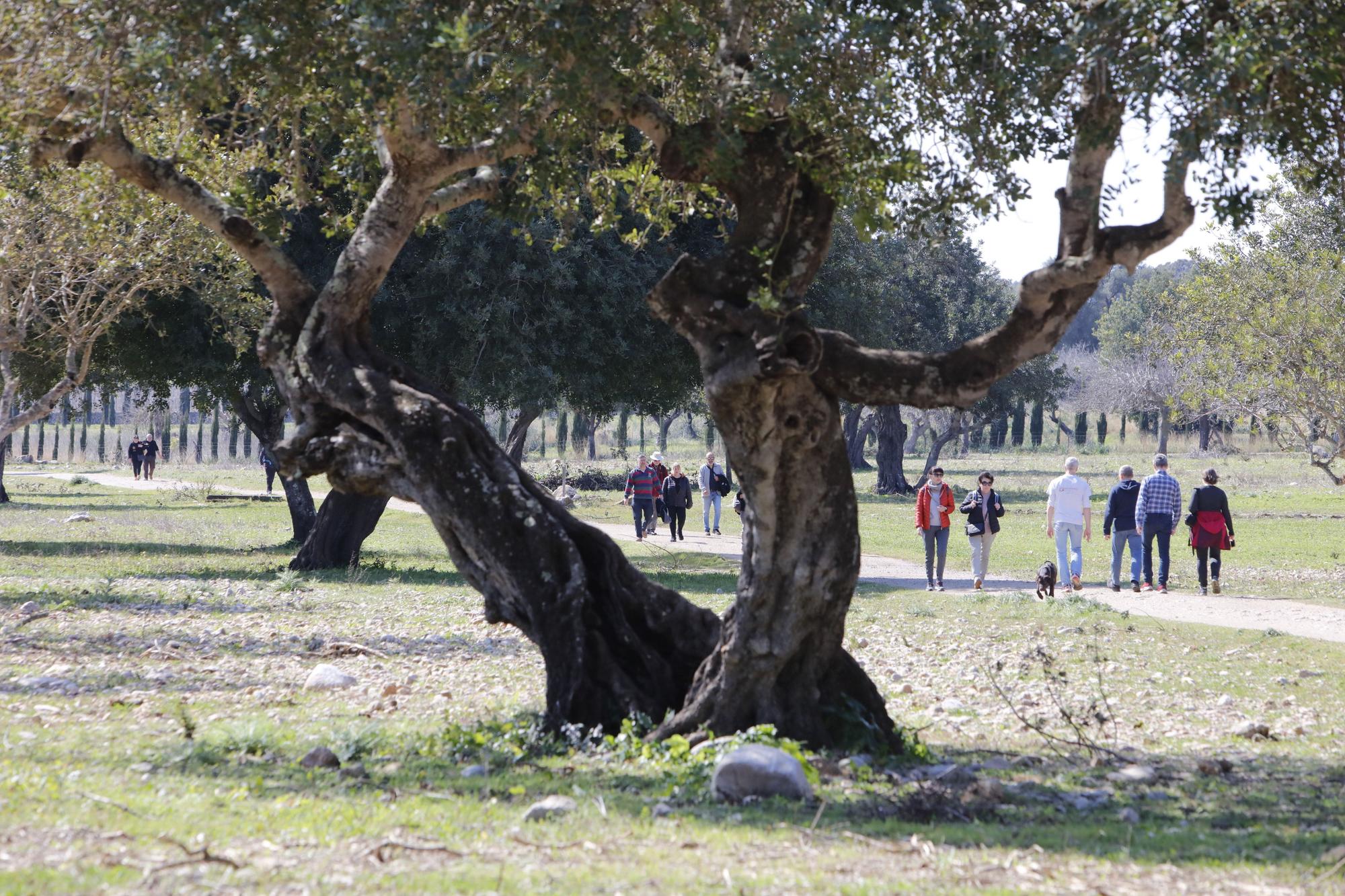 Die Quellen sprudeln wieder: Impressionen einer Wanderung zu Ses Fonts Ufanes auf Mallorca