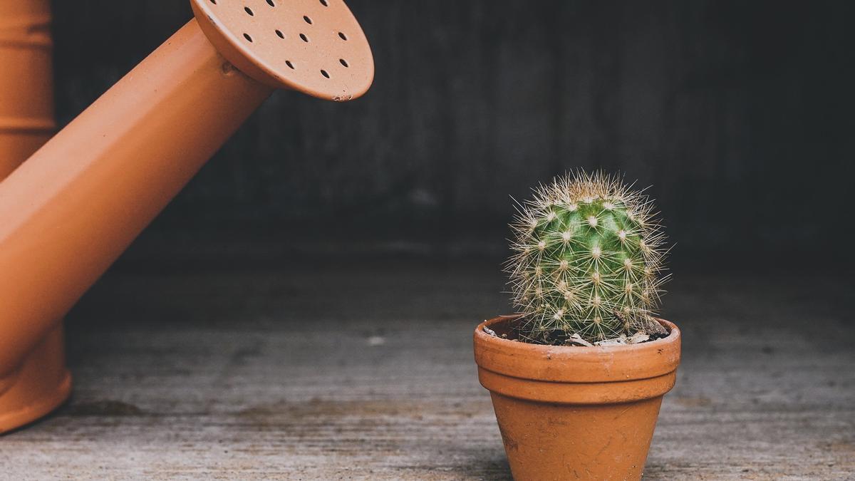 Los cactus necesitan poca agua para sobrevivir