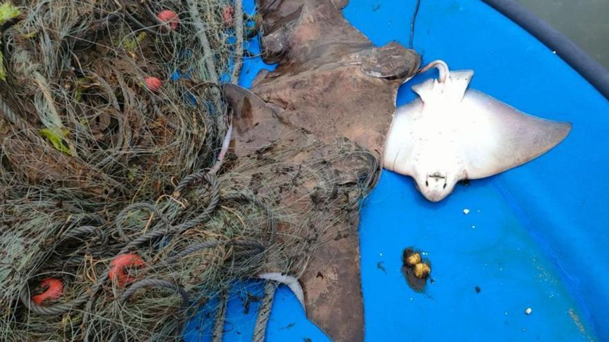 Varias «ouxas» capturadas en los parques de cultivo de Carril.