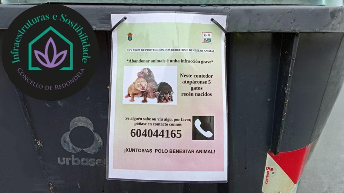 Rescatan a tres gatitos arrojados a un contenedor en Redondela