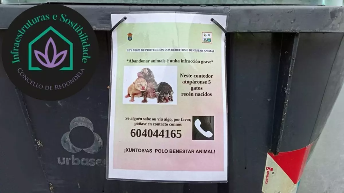 Rescatan a tres gatitos arrojados a un contenedor en Redondela