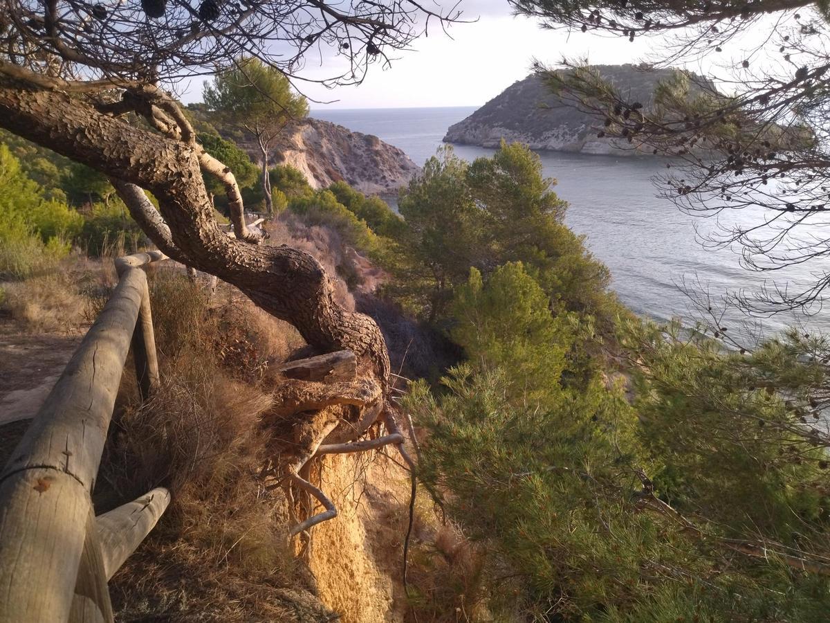 La erosión en este litoral es muy fuerte: un pino, en el aire en el mirador turístico de la Barraca