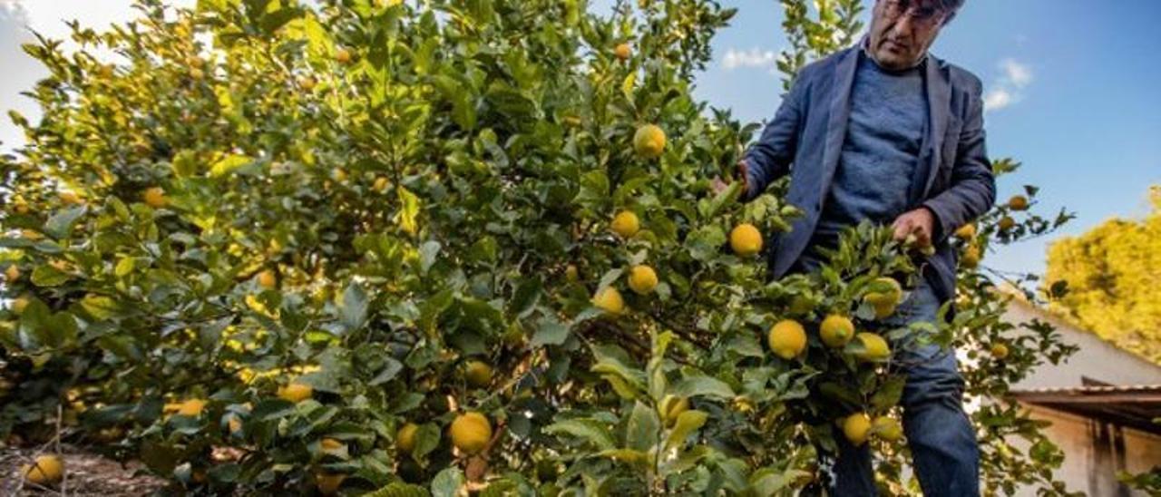 La cosecha no se ha recogido porque no tiene salida: árboles cargados y fruta por los suelos en una finca de Torremendo.