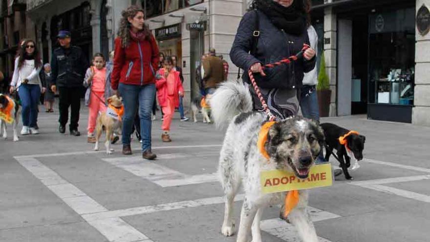 Defensa Animal Zamora pide en Santa Clara la implicación ciudadana en la adopción de mascotas