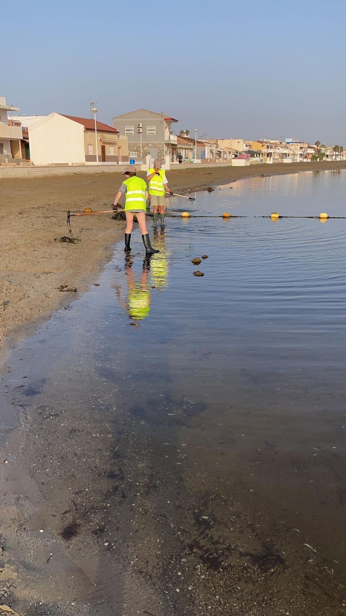 Miles de peces muertos aparecen a orillas del Mar Menor