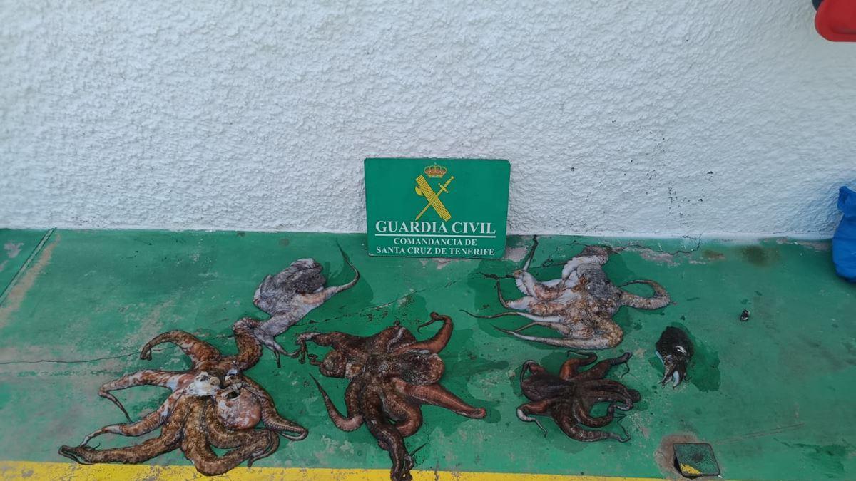 La Guardia Civil investiga la captura ilegal de un atún rojo de 126 kilos en Fuerteventura: las multas pueden llegar a 300.000 euros