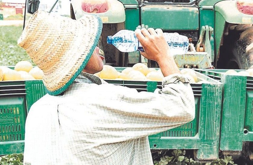 Un trabajador del Campo de Cartagena bebe agua durante su jornada laboral.