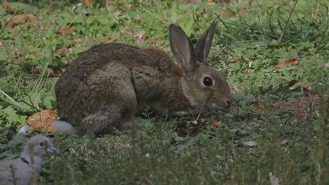 El conejo, piedra angular de los ecosistemas ibéricos