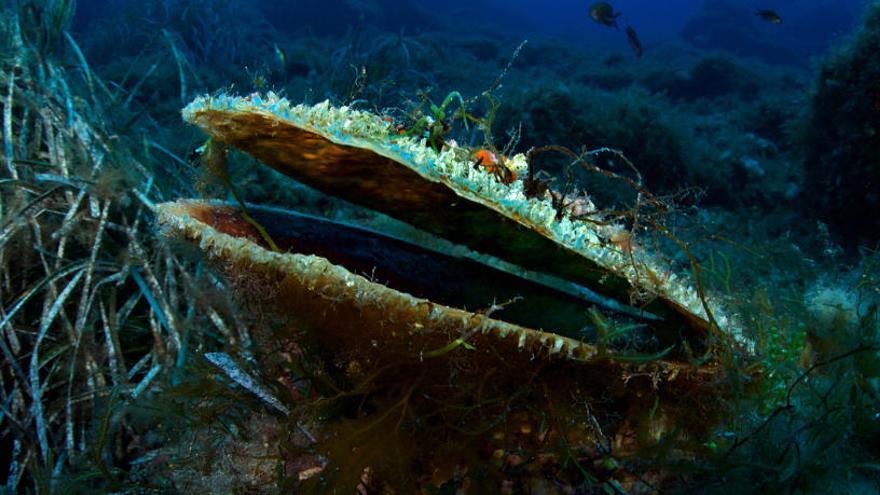 Una bacteria o un virus, sospechosos de matar a las nacras