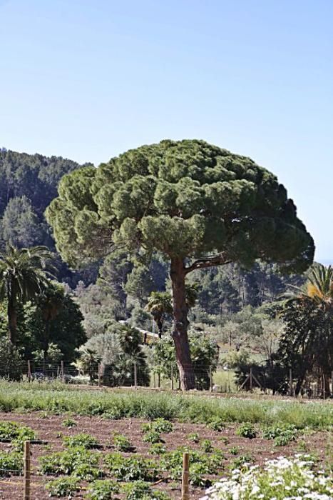 Die Kunsthistorikerin Júlia Ramon erklärt auf einem Rundgang durch die Jardins d’Alfàbia, aus welcher Zeit die Allee, die Wasserspiele und die Bäume stammen