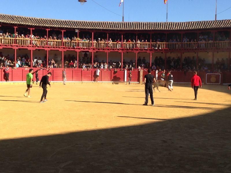 Toro de cajón y encierro urbano en Toro