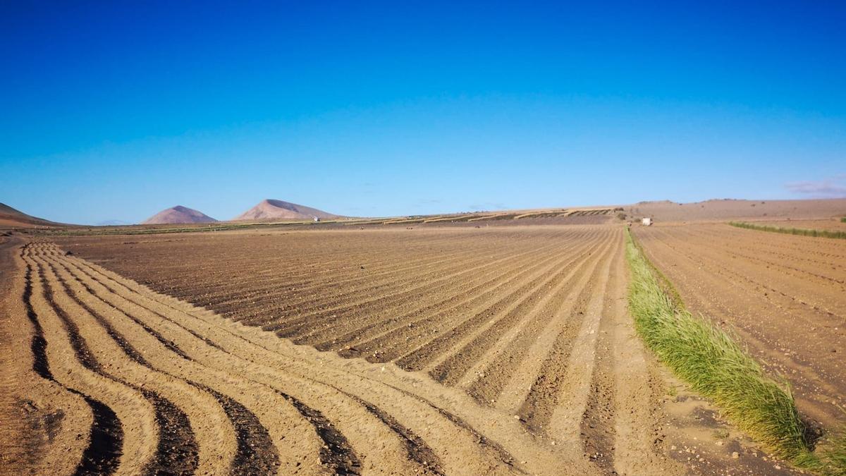Cultivos en jable de Lanzarote.