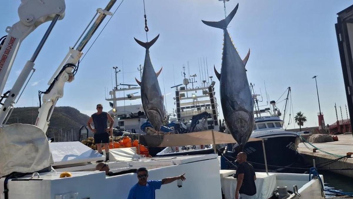 La pesca profesional del atún rojo es la más controlada del mundo'