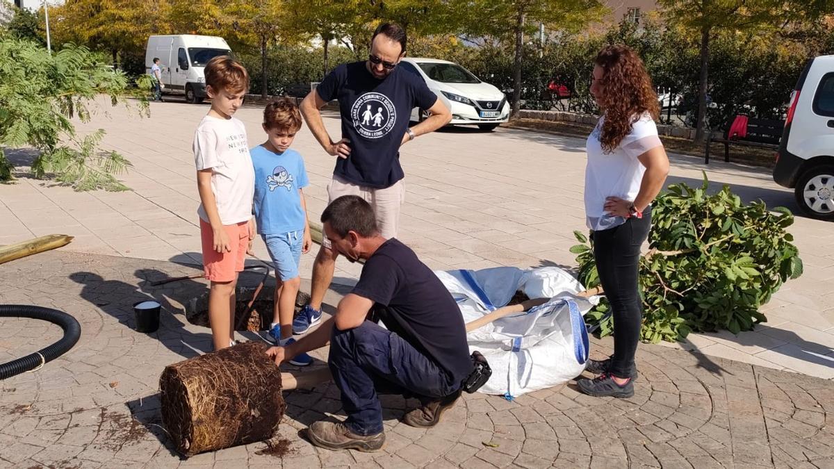 Pastor observa la siembra de un árbol