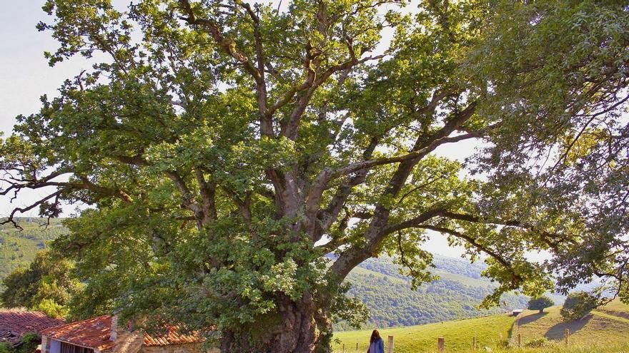 La catedral de madera y el gigante caído: El diferente destino de los dos grandes guardianes naturales de Tineo
