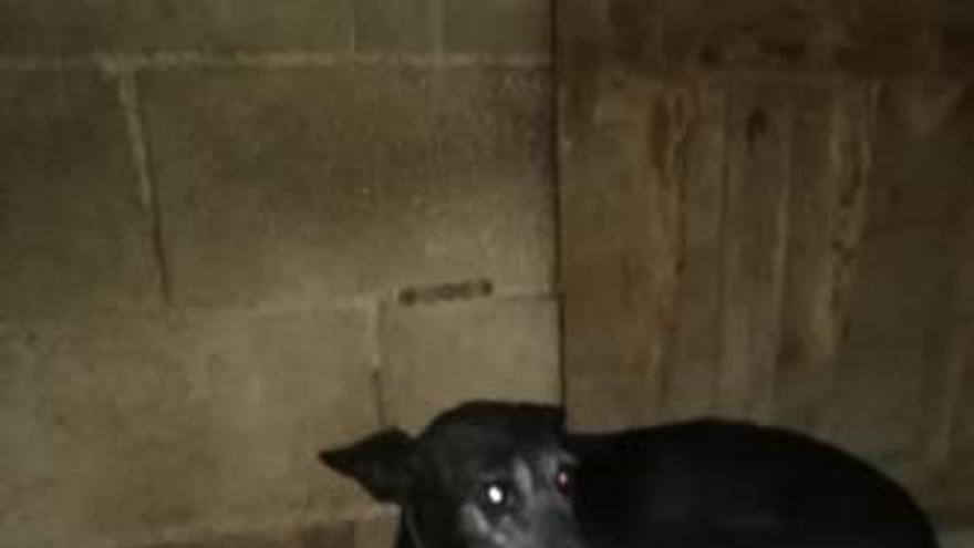 Las protectoras advierten del «maltrato» que sufren perros de caza en Orba