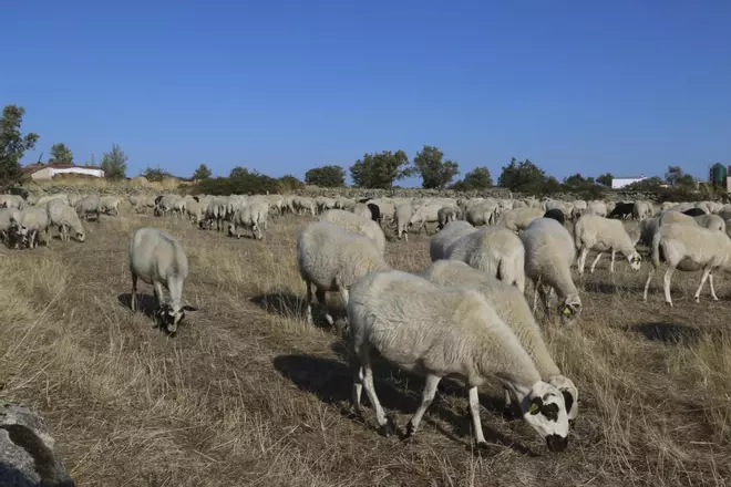 Zamora DesAparece|Bermillo