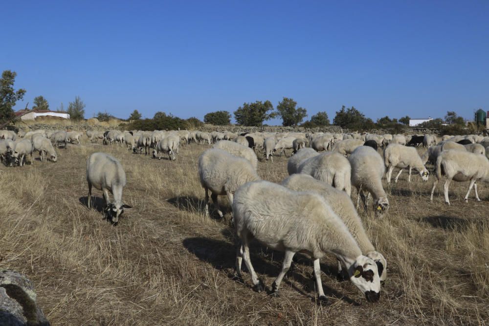 Zamora DesAparece|Bermillo