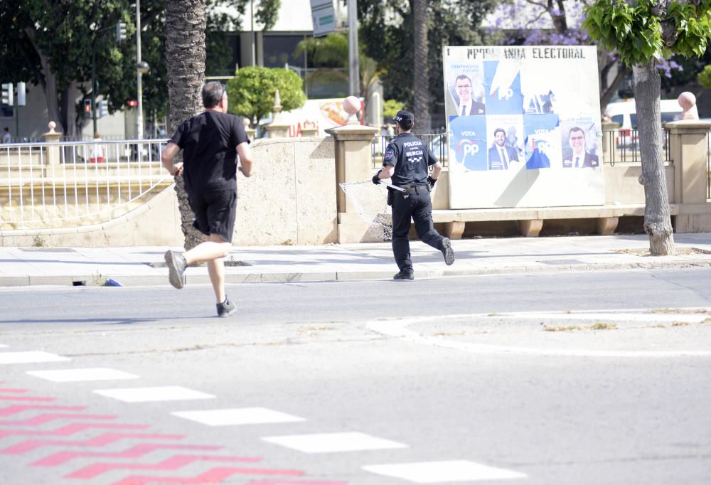 Sorpresa por una nutria suelta por Murcia