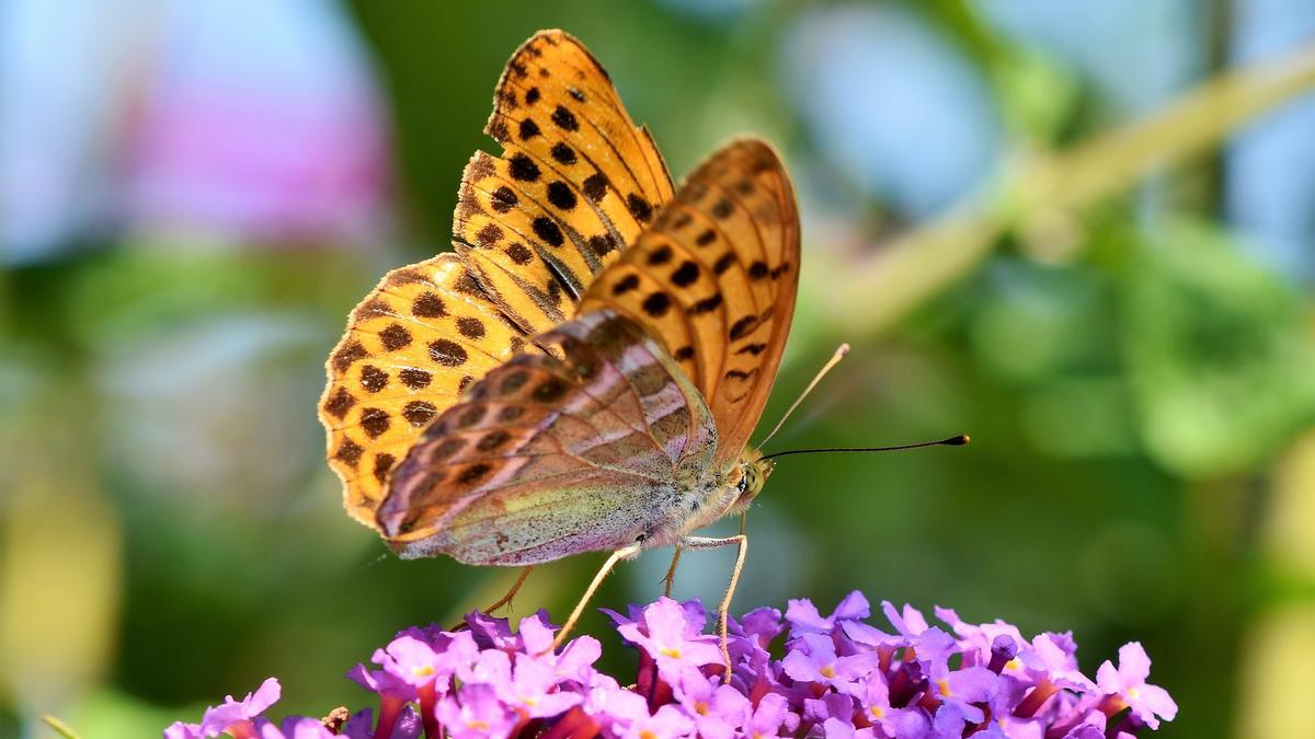 Las mariposas surgieron por primera vez en América del Norte o en Centroamérica