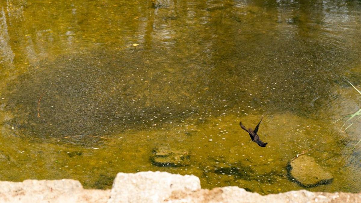 Una bancada de peces a la vista.  