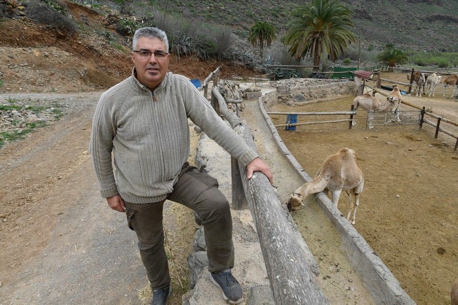 Camellos que este año se han quedado sin cabalgatas