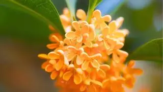 El árbol con más perfume del mundo: cómo cultivarlo en maceta y llenar tu balcón de aroma