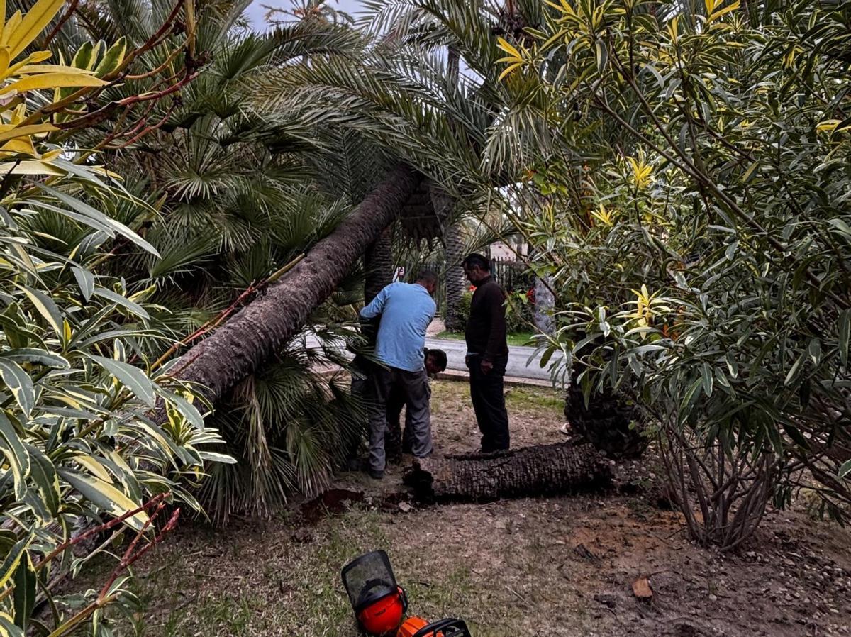 Un momento de los trabajos de afianzamiento de la palmera del Parque de Tráfico. 4.- Palmera calzada en el entorno de Portes Encarnades. | DELTELL
