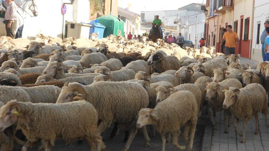 ‘Vive la Trashumancia y Feria del Queso Artesano’, premio Turismo Extremadura 2024