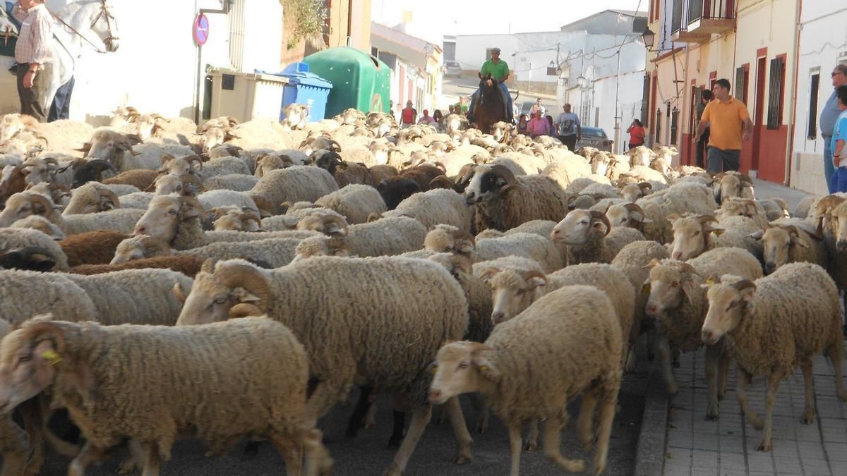 'Vive la Trashumancia y Feria del Queso Artesano' de Valverde de Leganés en una pasada edición.