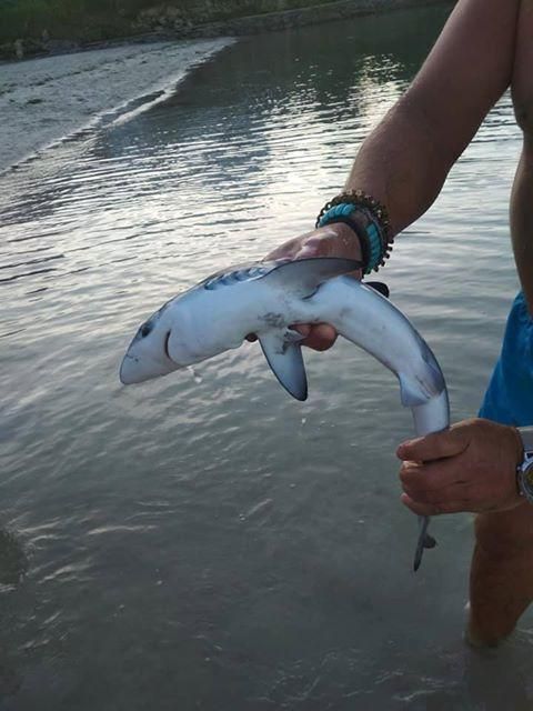 Un tiburón azul sorprende a los bañistas en Marín