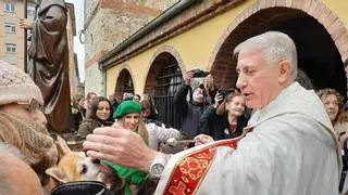La iglesia de Lugones, como un arca de Noé: perros, gatos, hámsters y hasta tortugas participan en la bendición de San Antón