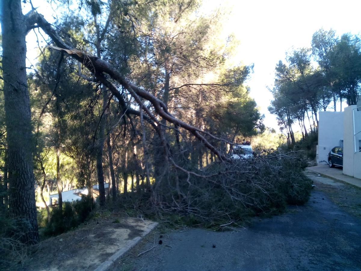 Cae una rama de grandes dimensiones en Torres Torres