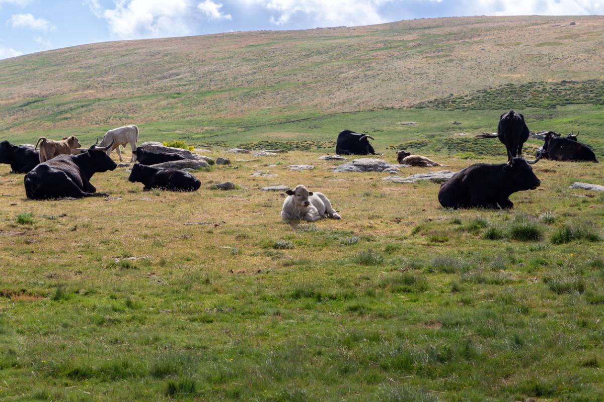 Vacas en la Sierra de Guadarrama
