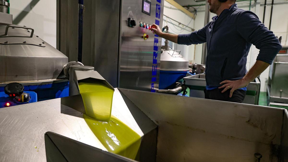 Producción de aceite en la Almàssera de Millena