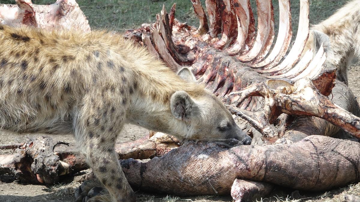 La hienas son unos de los principales animales carroñeros