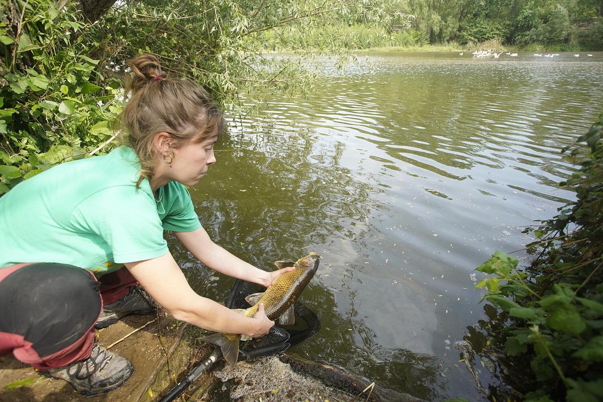 Trasllat al riu Ter dels peixos autòctons capturats a l'Onyar