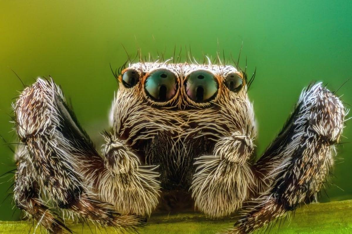 Ojos de una especie de araña