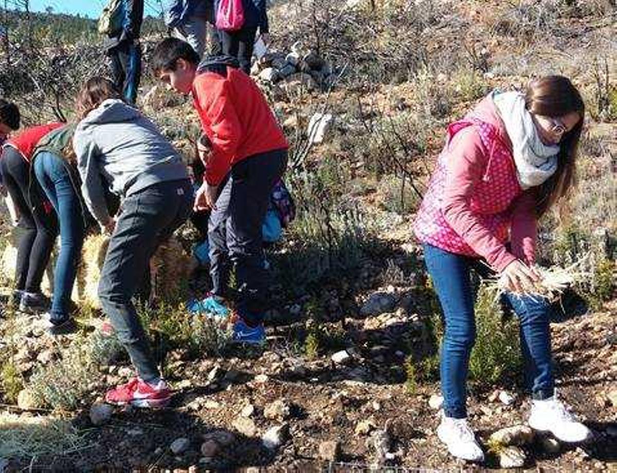 La UMH y tres institutos de Alcoy analizan el impacto del incendio forestal de Serelles