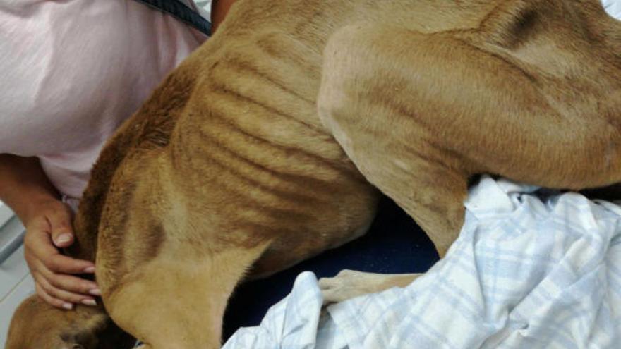 Rescatan a un perro famélico y maltratado en Gran Canaria