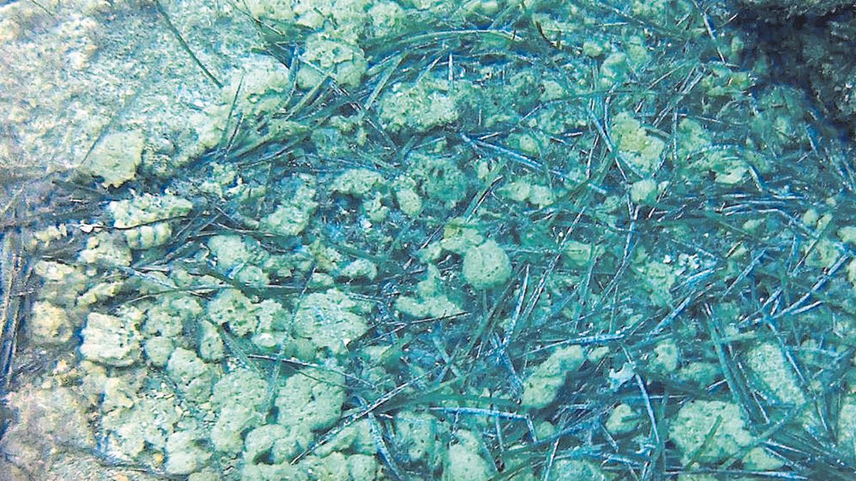 Esponjas muertas y desprendidas de la roca, acumuladas en el fondo marino, fotografiadas en la zona de Ses Illetes de Tossa de Mar el 23 de octubre.