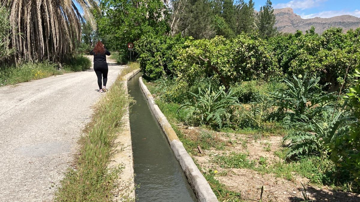 Bancales regados por el ámbito de la acequia de Moquita, al sur de la huerta de Orihuela