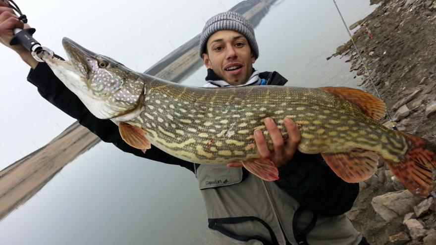 Ejemplar de lucio capturado en un río de Zamora